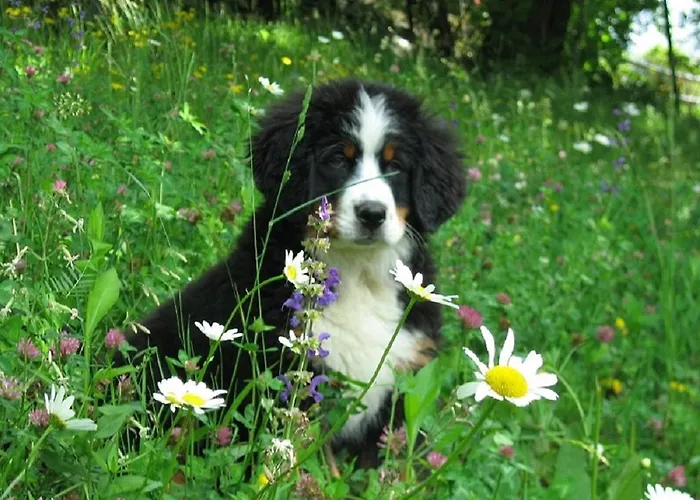 Διαμέρισμα Rifugio Dalco *