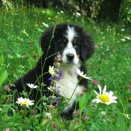 Apartment Rifugio Dalco *
